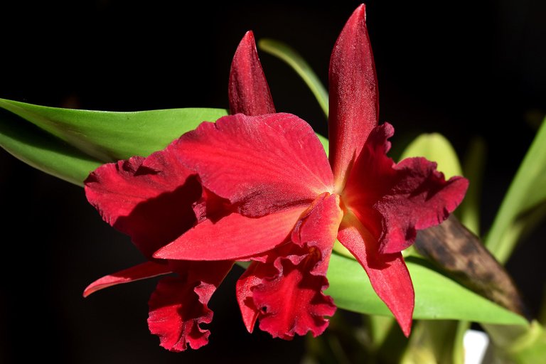 Sophrolaeliocattleya Jewel Box 'Dark Waters' 2022 1.jpg