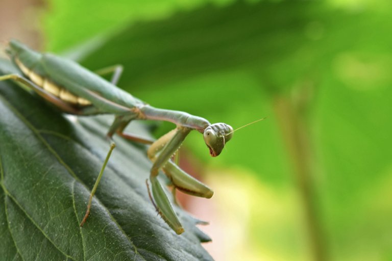 green mantis 3.jpg