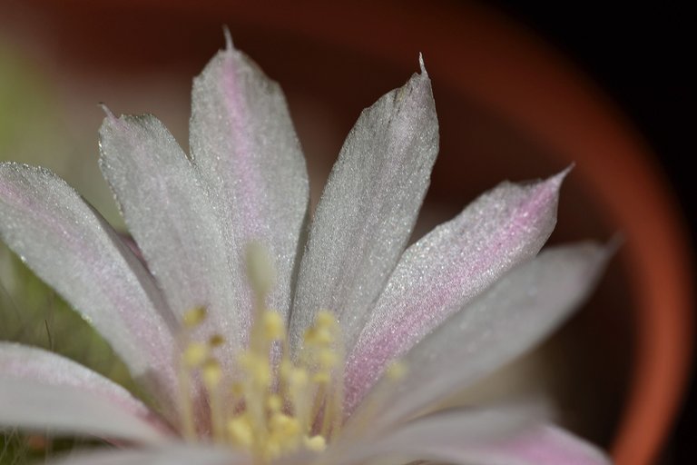 Rebutia Albiflora flower 2021 8.jpg