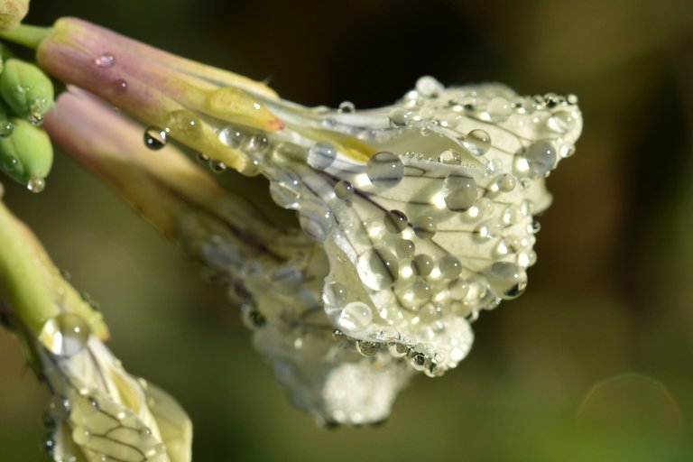 wildflower waterdrops macro 3.jpg