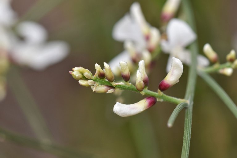 Retama monosperma bridal broom flowers 7.jpg