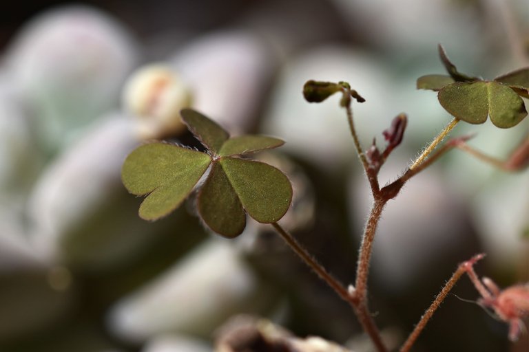 Pachyphytum Oviferum oxalis 4.jpg