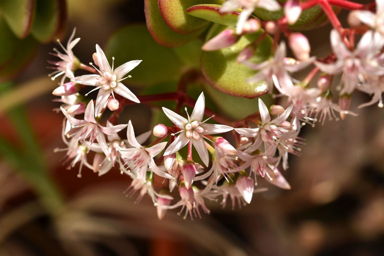 Crassula ovata flowers 2022 4.jpg