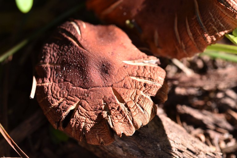 brown mushrooms park 4.jpg