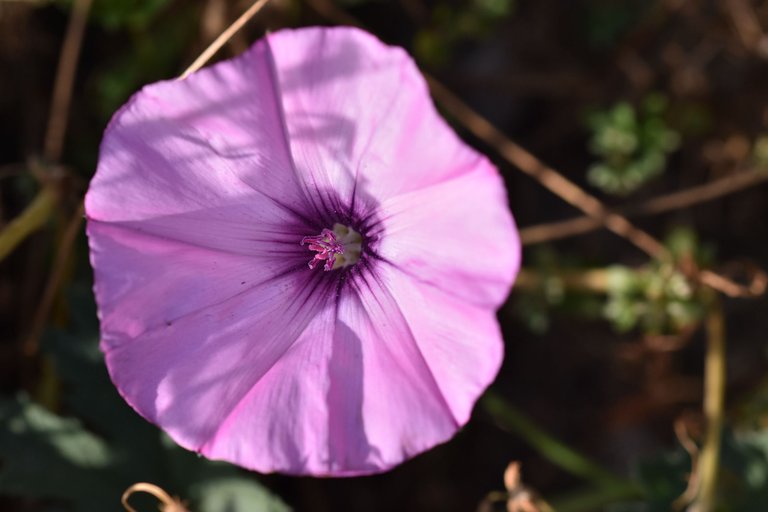 Convolvulus althaeoides pink 4.jpg