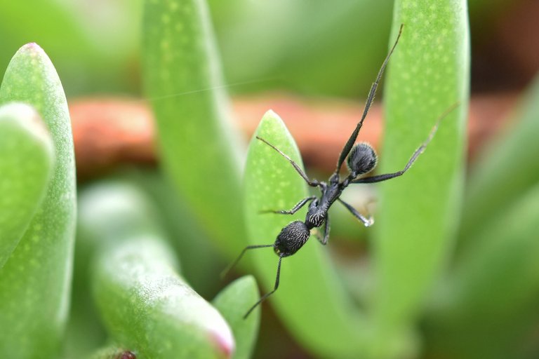 black ant ice plant .jpg