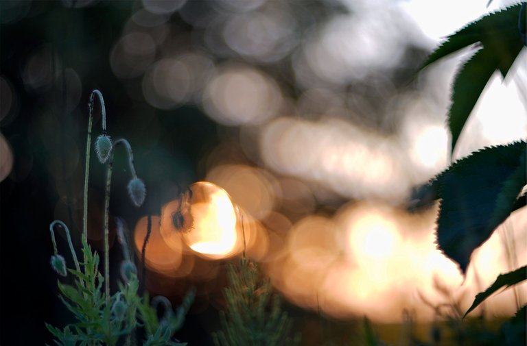 poppies helios bokeh pl 2.jpg