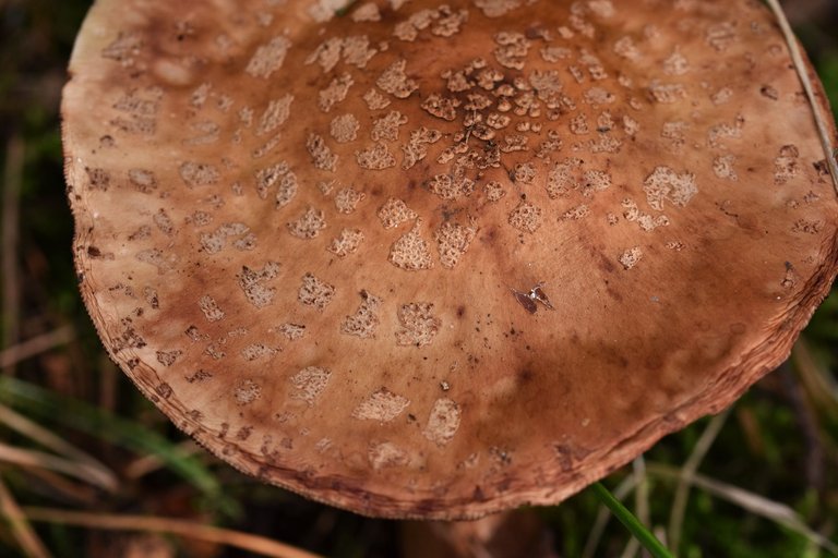 mushroom forest pl 9.jpg