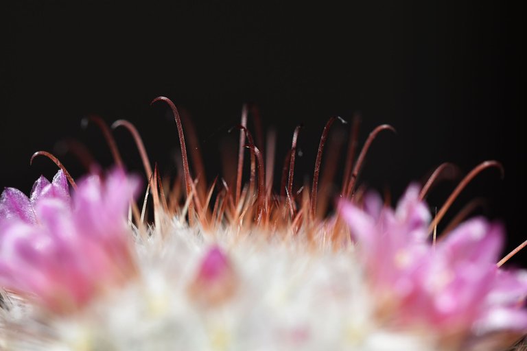 Mammillaria Bombycina 2025 5.jpg