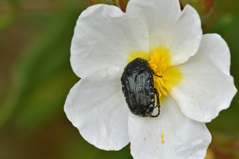 Tropinota Squalida cistus .jpg