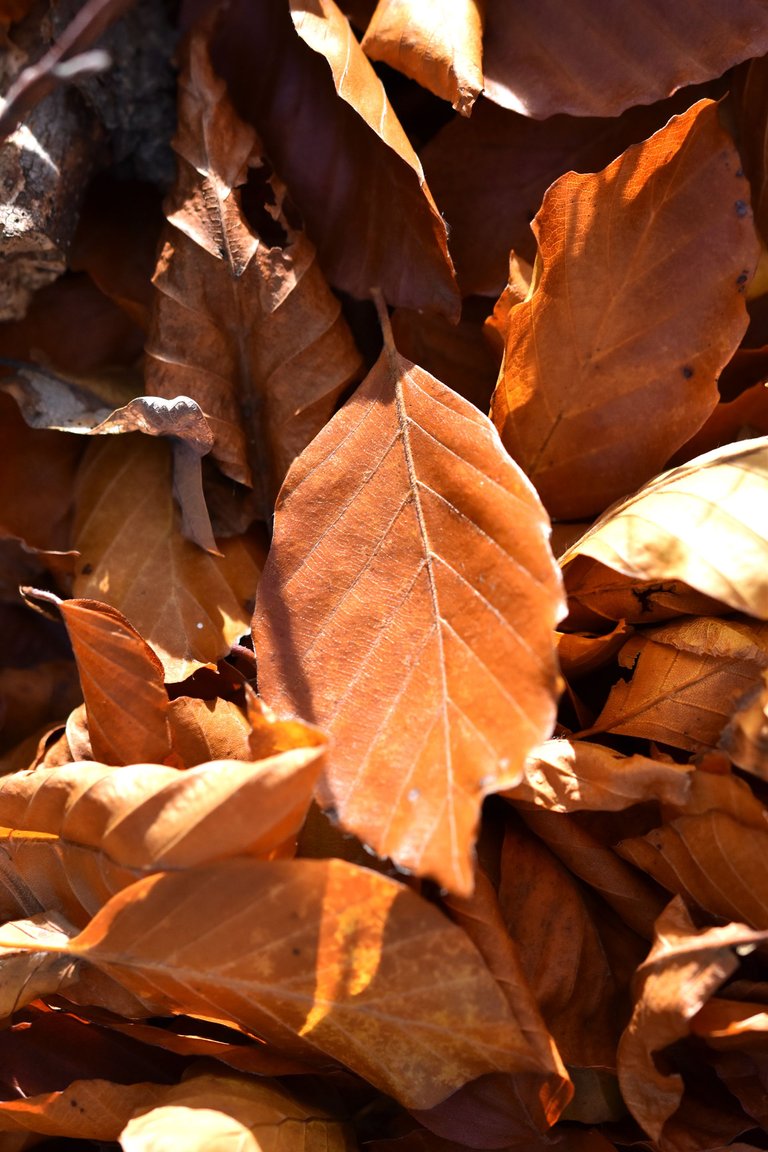 brown autumns leaves 2.jpg