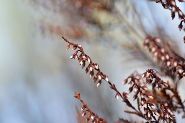 dry heather milk bokeh 7.jpg