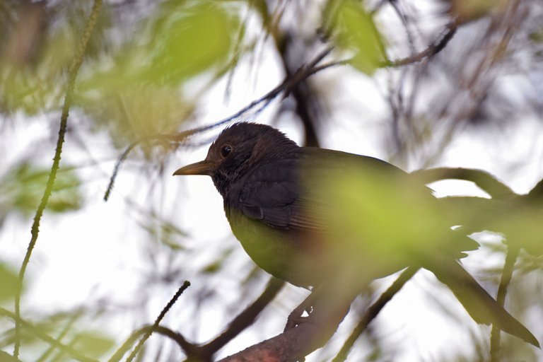 blackbird female pl 9.jpg