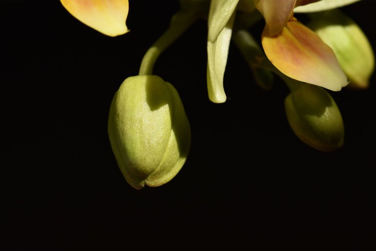 mini orchid flower yellow 2022 5.jpg