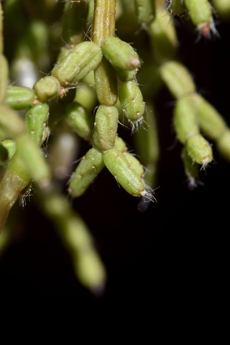 Rhipsalis pilocarpa bloom 2023 3.jpg