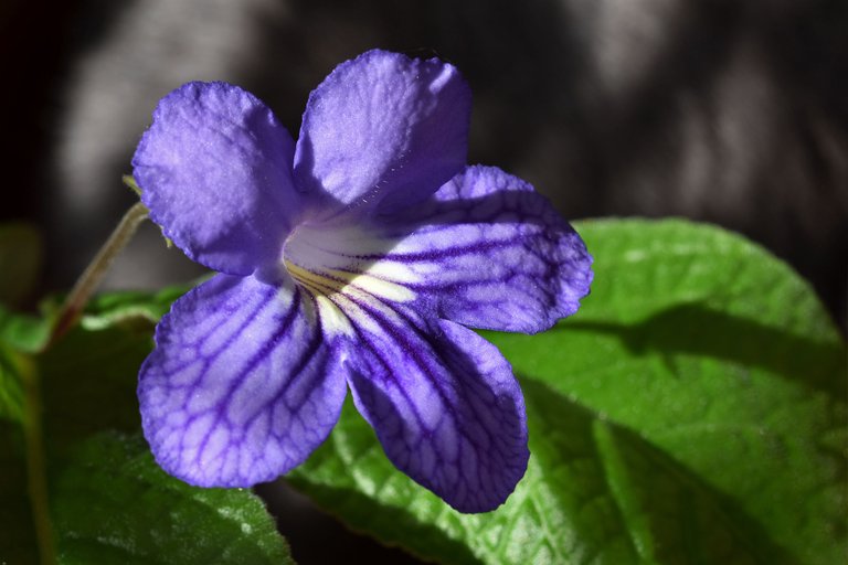 Streptocarpus blue flower 1.jpg