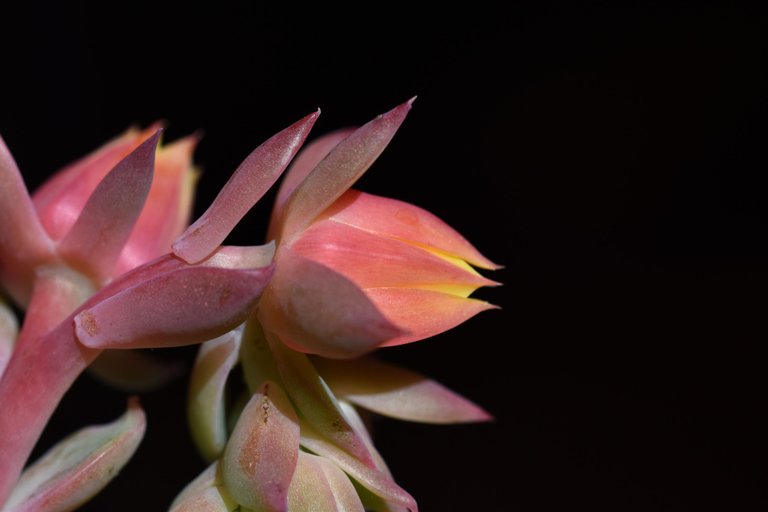 Echeveria Mandala flower 5.jpg