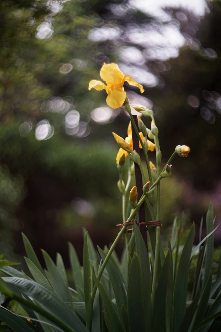 yellow Iris helios pl 4.jpg