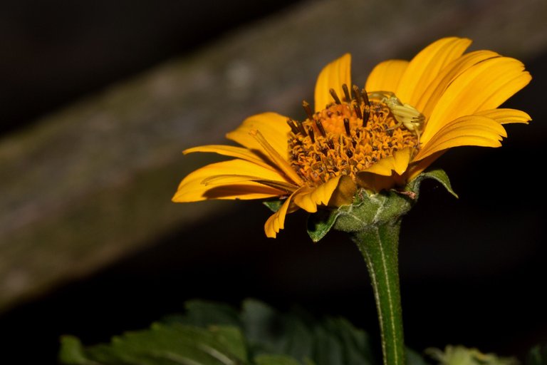 crab spider dahlia night photo 2.jpg