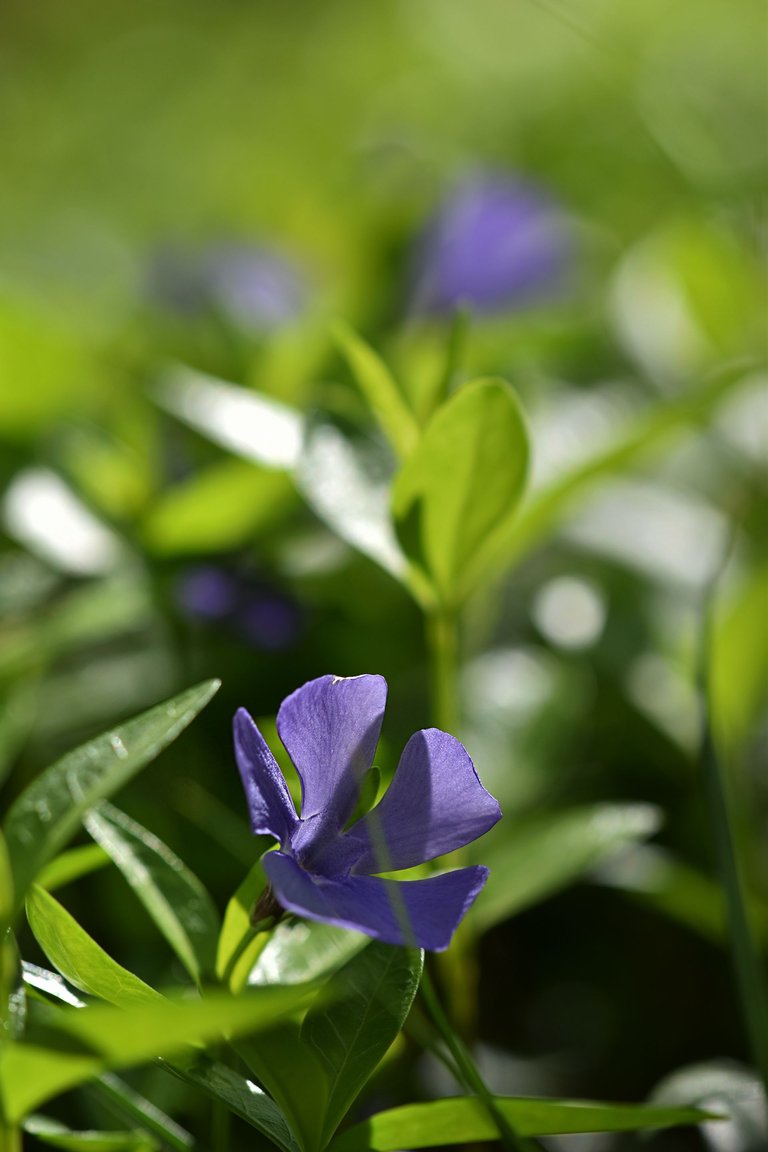 periwinkle orchard 8.jpg