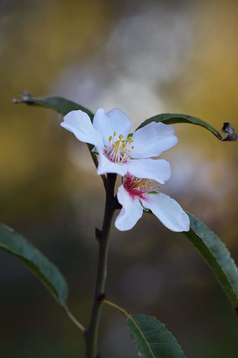 Almond blossom jan  7.jpg
