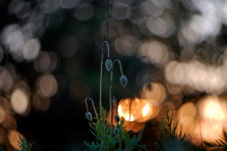 poppies helios bokeh pl 3.jpg