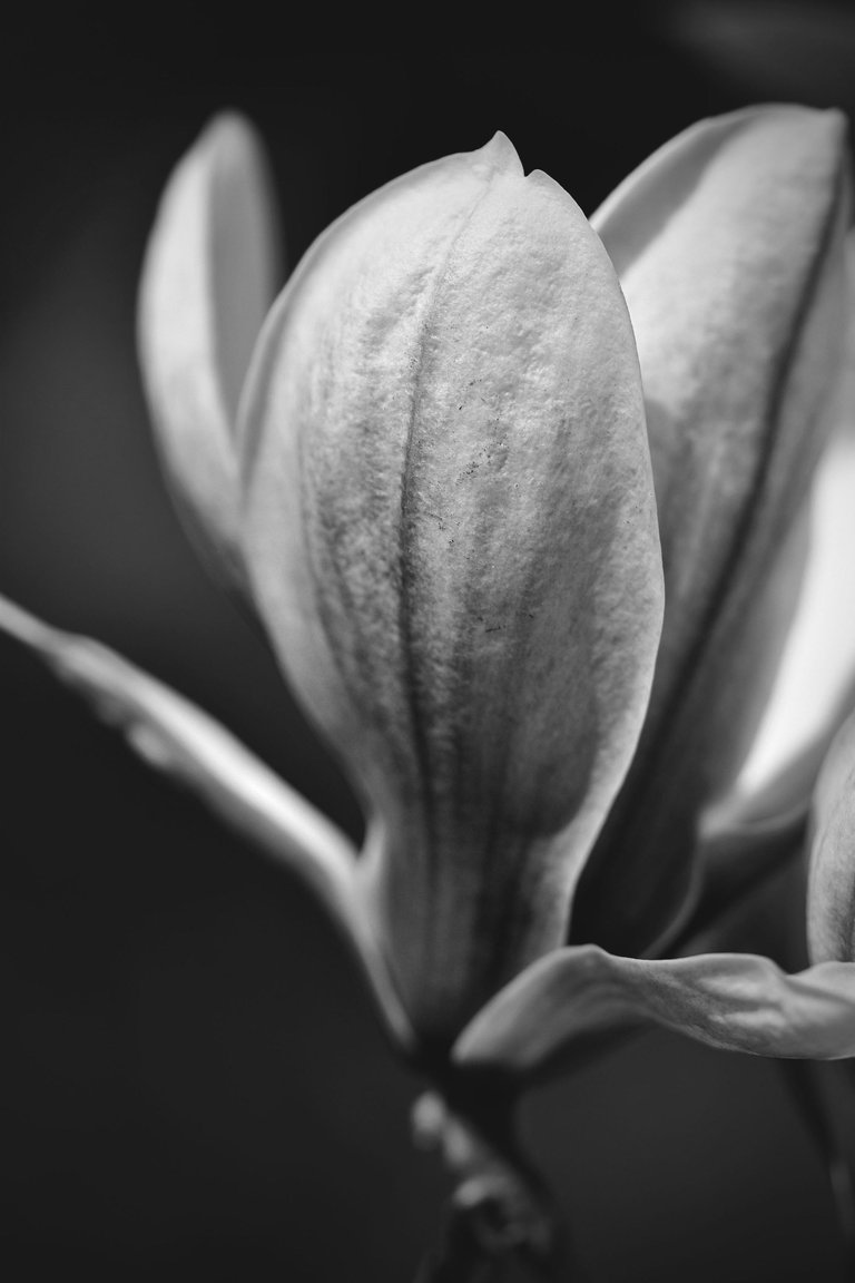 Magnolia flower bw 2.jpg