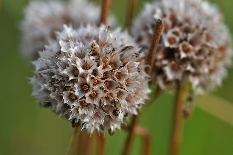 sea thrift pl 6.jpg