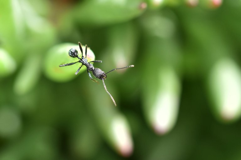 black ant ice plant 3.jpg