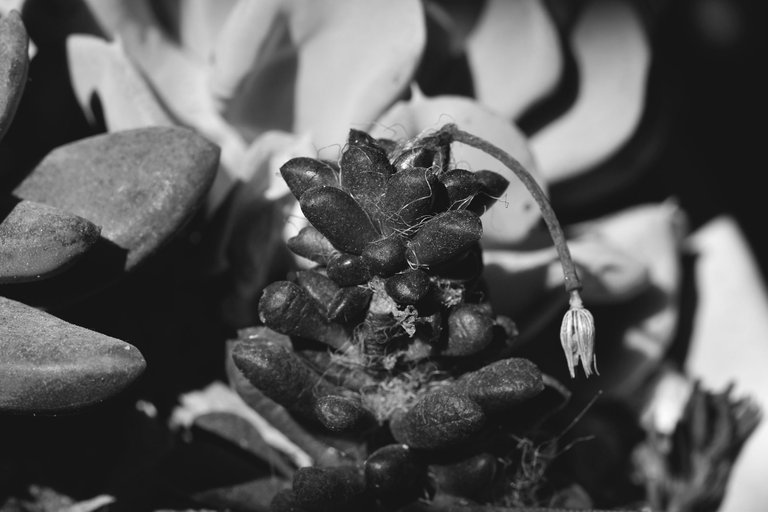 Anacampseros dried flower bw 5.jpg