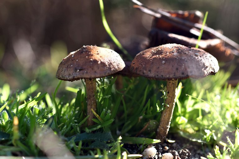 mushrooms new old 4.jpg