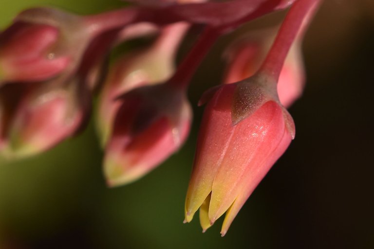 Echeveria agavoides flowers macro 5.jpg