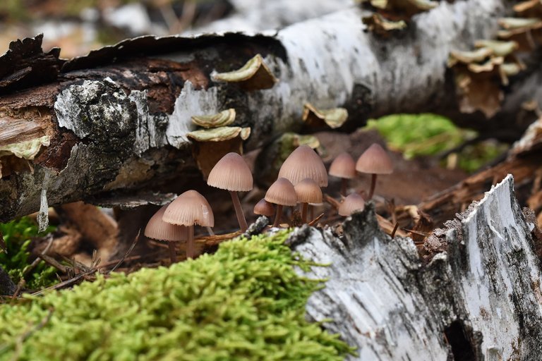 mushrooms birch pile 4.jpg