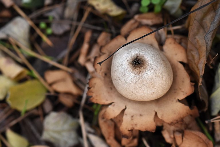 geastrum earthstar mushroom pl 9.jpg