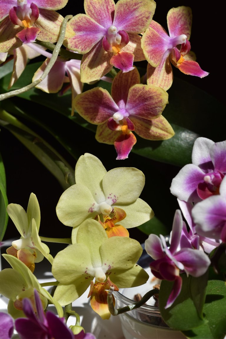 mini orchids blooming 2022 3.jpg