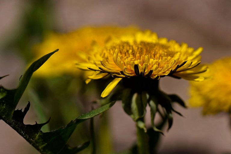 dandelion samyang 2.jpg