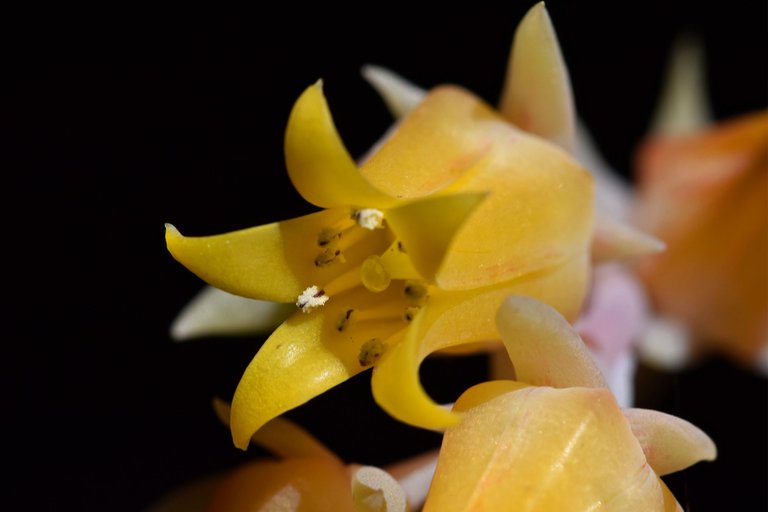 Echeveria yellow flowers 1.jpg