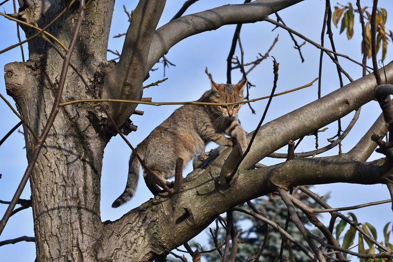 Kitty tree hunt pl 7.jpg