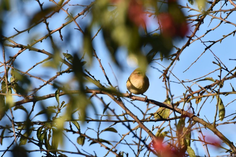 Common chiffchaff birds pl 4.jpg