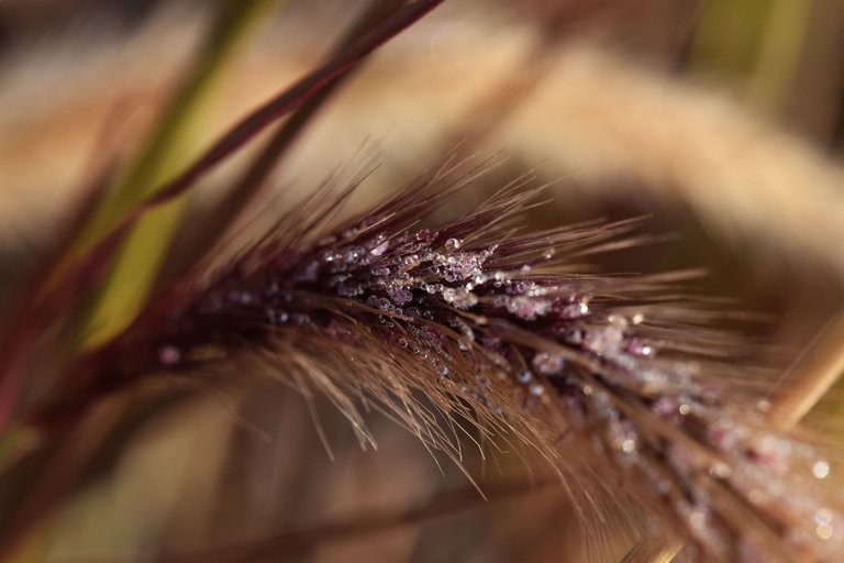 dry grass flower waterdrops 6.jpg