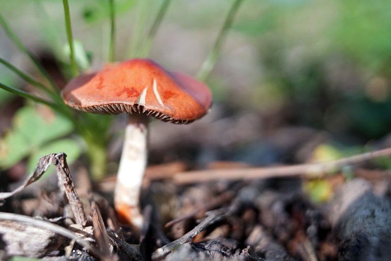 dry mushrooms carl zeiss 5.jpg