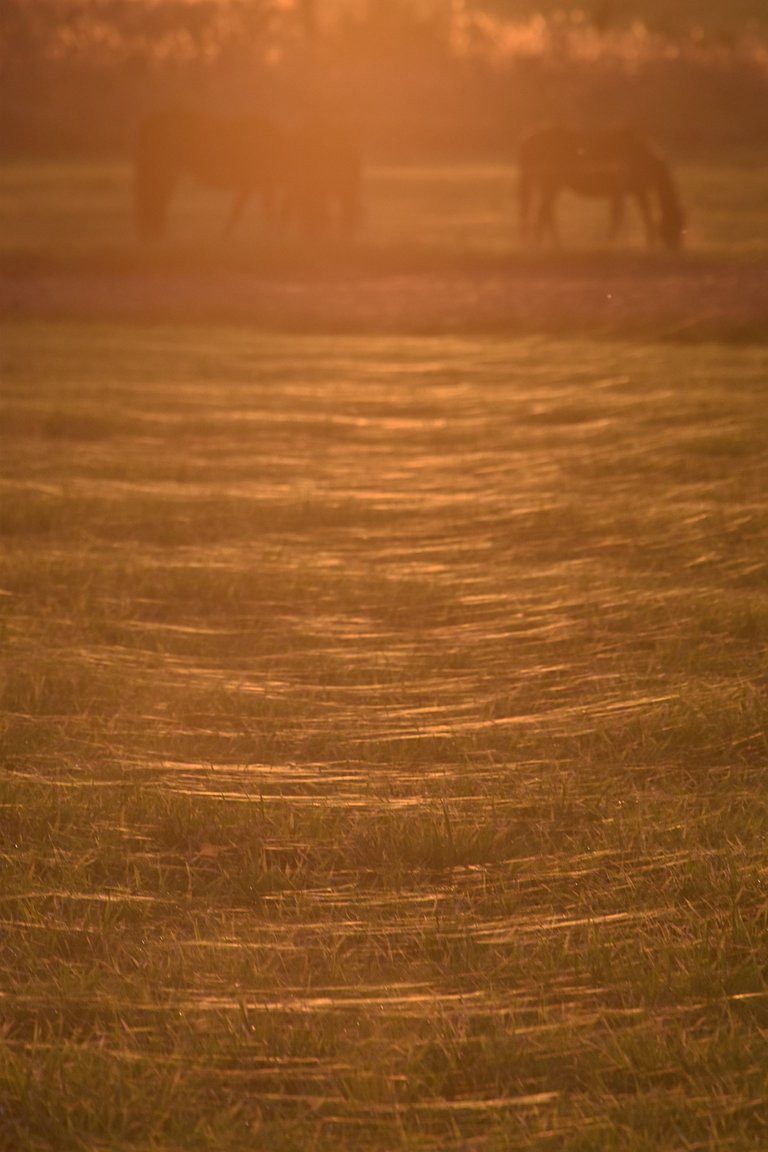 horses webs pl 8.jpg