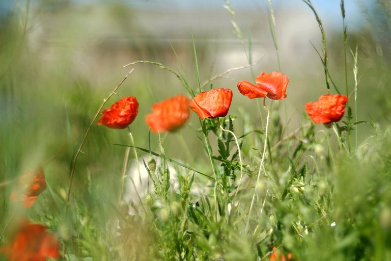 poppies wildflower helios 1.jpg