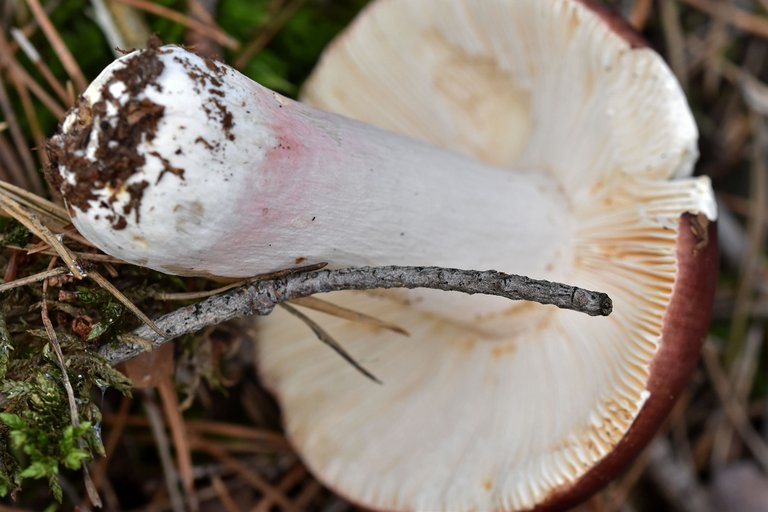 Russula purple mushrom pl 7.jpg