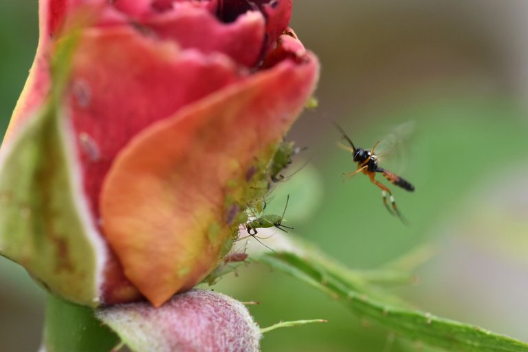 Aphid colony rose 6.jpg