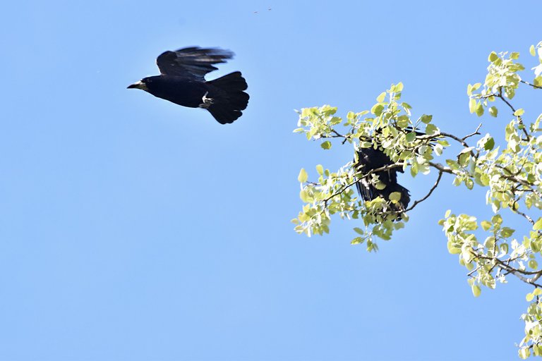 crow nests park 8.jpg