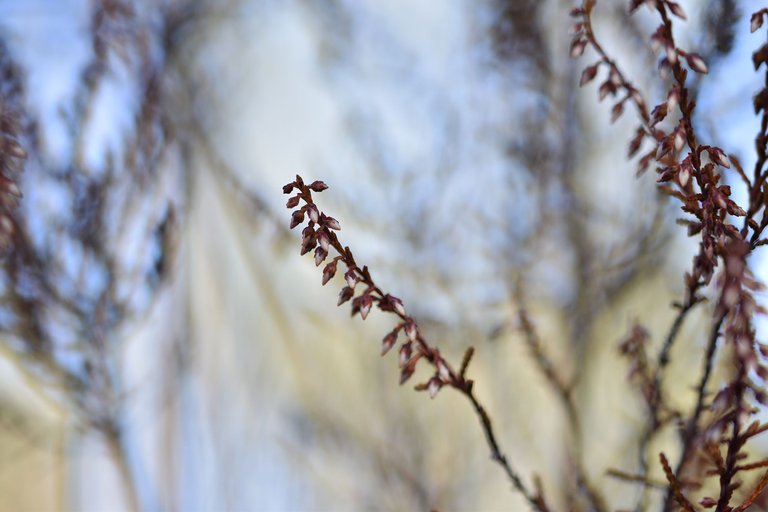 dry heather milk bokeh 9.jpg