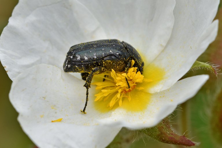 Tropinota Squalida cistus 2.jpg