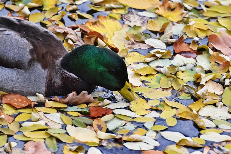 ducks fall pond pl 7.jpg