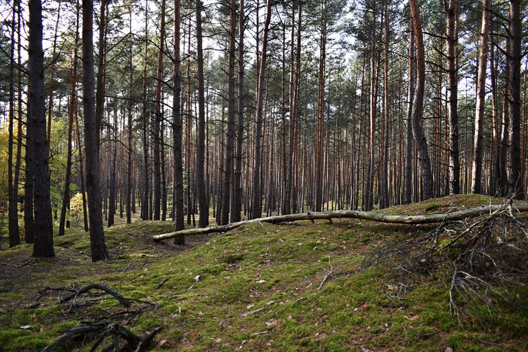 dead wood forest pl 10.jpg